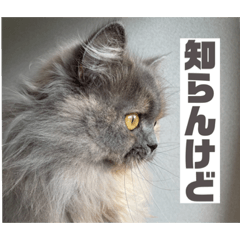 関西弁を話す猫（あまちゃん）