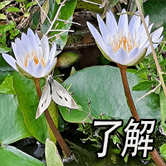 Lotus Flower. (11CTWJ13) Big Stickers