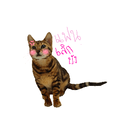 meowmeow_20220905131817