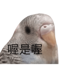 鸚鵡阿啾