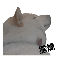 Nono的擺爛日常
