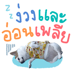 Kaow-Hom sleepy chihuahua dog