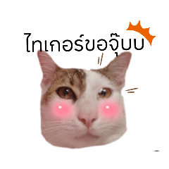 cute cat_20220905171251