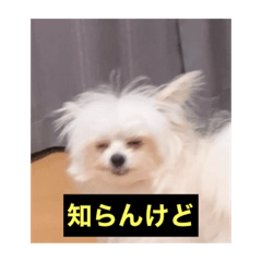 字幕犬(関西弁ver)