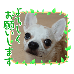 dog l.o.v.e