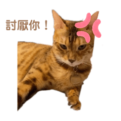 暖暖這一家