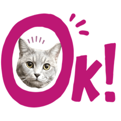 本喵尼大哥 英短虎紋