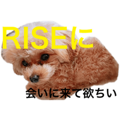 RISE.MIKU