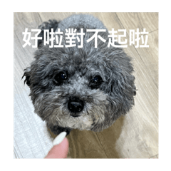 一隻狗可以有很多表情