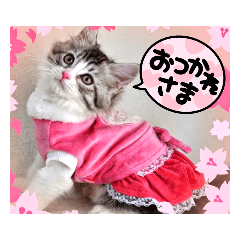 実写でかわいい猫スタンプ 短足だっていい!