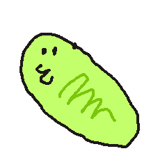 mitokond
