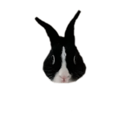 Super rabbit Chacha