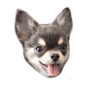 Chihuahua Ren 3