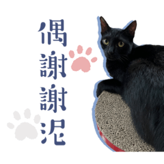咪咪貓貓mao
