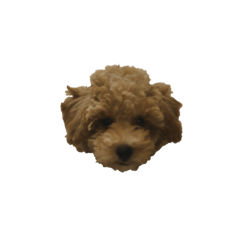 Toy poodle Teddy