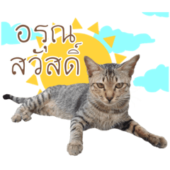 tabby cat thailand
