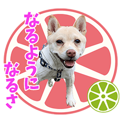 SHIBARAKUANNONAKAMATACHI3