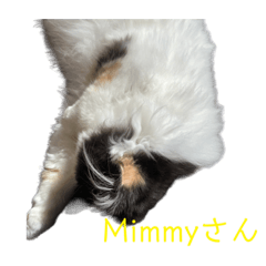 Mimmy the Persian calico_20220908132159