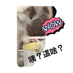 藍莓小可愛