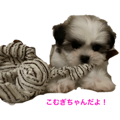 【Part1】こむぎちゃん