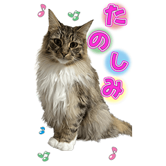 NYAN'S BIG STICKER