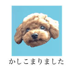 Poodle by the name of Uni. Ver.Honorific
