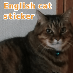 english cat sticker