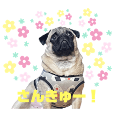 PUG_HARUMAKI