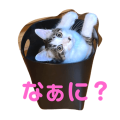 misa_20220910204844