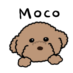 Moco (toy-poodle)