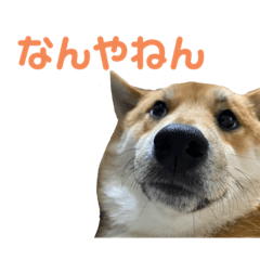 ruru_20220911015420