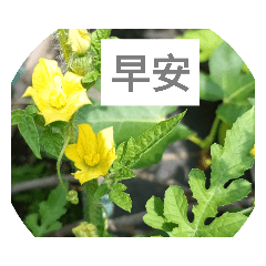 小花小草系