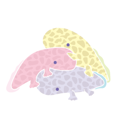 Pastel-Color Lovely Giant-Salamander