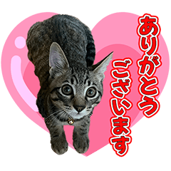 Kanbanneko tumugi
