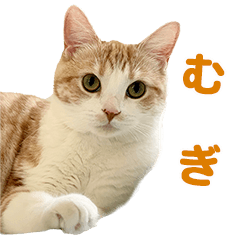 mugi cat sticker