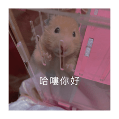 倉鼠～梗圖