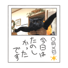 ねこねこねこねこねこ。