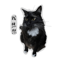 測試貓貓