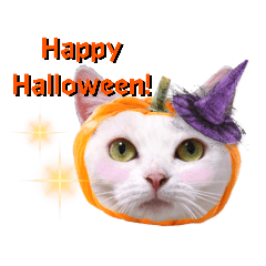 The Munchkin cats in Halloween costumes!