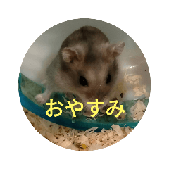 hamster greeting