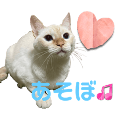 My cat Latte_20220912210521