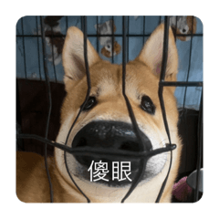 奇語