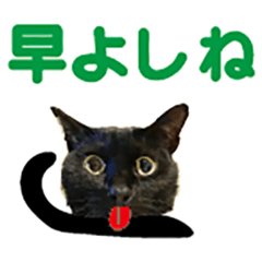福井弁の黒猫