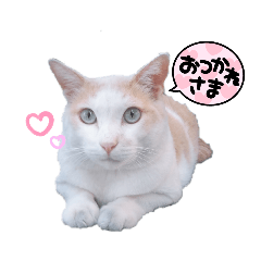 ハチワレのニャーちゃん