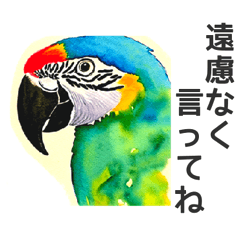 parrot watercolor sticker