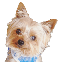 Pururu and Pururu and Wako and Latte