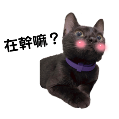 煤球煤炭的小世界