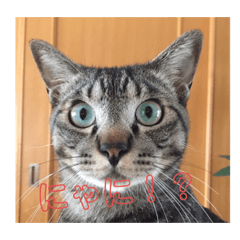 Tono_20220914091213