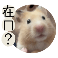 大啾啾4.0
