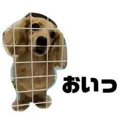 Shiho_20220913225336